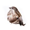Dekoratif Kuş (13cm)