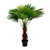 Dekoratif Bitki - Palmıye Ağacı (130cm)